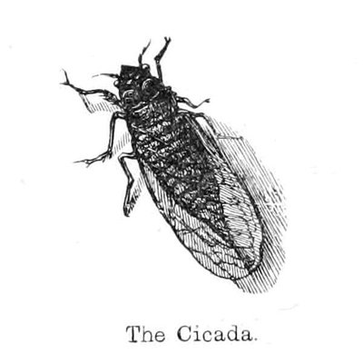 La cicala da Walter Crane
